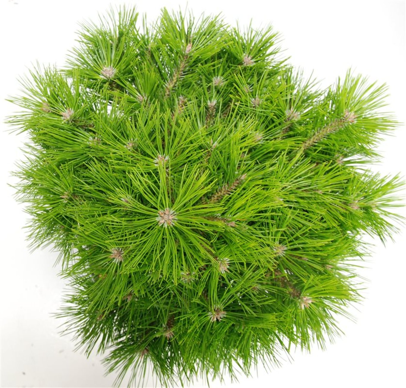 Pinus d. 'Low Glow' - 40 CM Stem C12